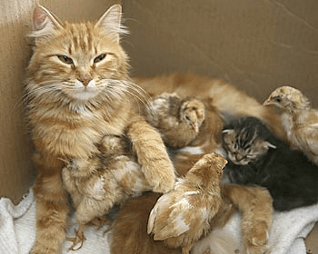 140503-Nimra-Cat-Mother-Chicks-larger-SFW