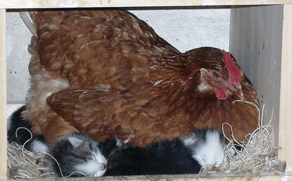 140503-Real-Life-Chicken-Cat-SFW