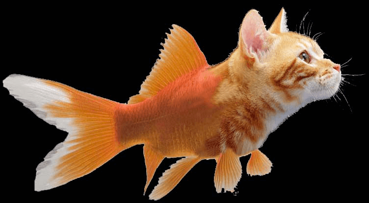 The Fish Turned into Cats (Take Two)